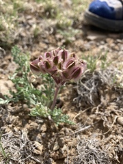 Vesper constancei