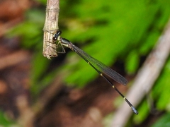 Platystictidae