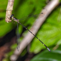 Platystictidae