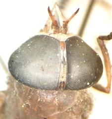 Esenbeckia