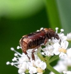 Valgus canaliculatus