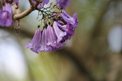 Jacaranda caucana
