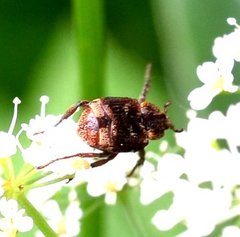 Valgus canaliculatus