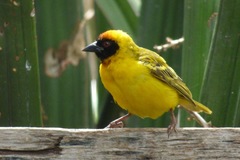 Ploceus vitellinus