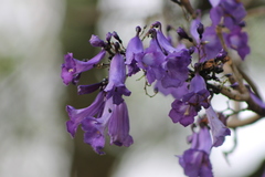 Jacaranda caucana