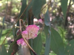 Apiomorpha rosaeformis