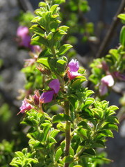 Indigofera candolleana