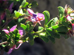 Indigofera candolleana