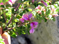Indigofera candolleana