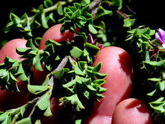 Indigofera candolleana