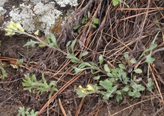 Physaria montana
