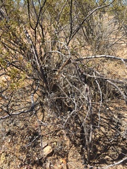 Peniocereus greggii greggii