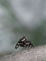 Dyscrasis hendeli