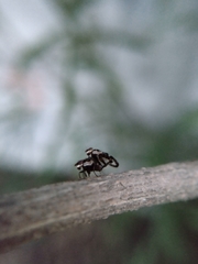 Dyscrasis hendeli