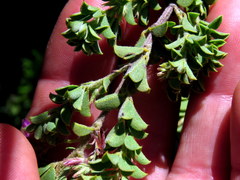 Indigofera candolleana