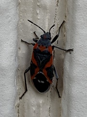 Lygaeus kalmii