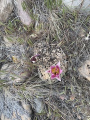 Calochortus ciscoensis