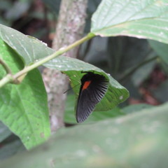 Hades noctula
