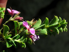 Indigofera candolleana
