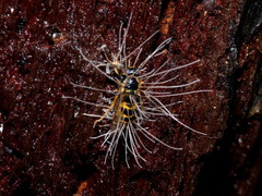 Ophiocordyceps humbertii
