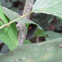 Hades noctula
