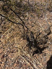 Peniocereus greggii greggii