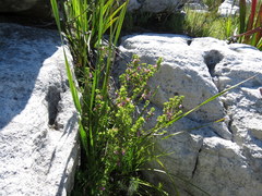 Indigofera candolleana