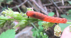 Euplexia benesimilis