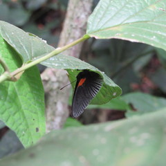 Hades noctula