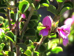 Indigofera candolleana