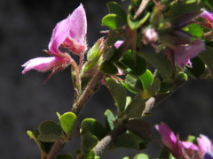 Indigofera candolleana