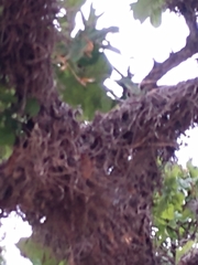 Tillandsia recurvata