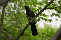 Dendrocitta formosae