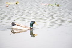 Anas platyrhynchos