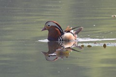 Aix galericulata