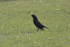 Turdus mandarinus