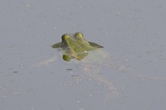Pelophylax plancyi