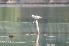 Nycticorax nycticorax