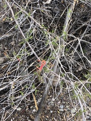Anisacanthus linearis