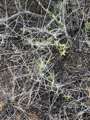Anisacanthus linearis
