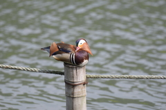 Aix galericulata