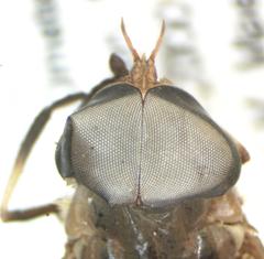 Tabanus colombensis
