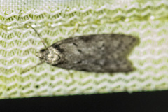 Philobota orescoa