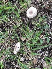 Chlorophyllum molybdites