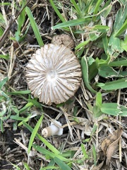 Chlorophyllum molybdites