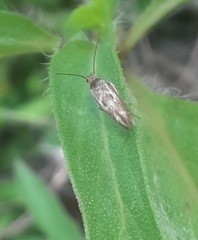 Scythris limbella
