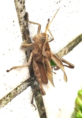 Xyleus discoideus angulatus