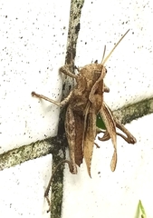 Xyleus discoideus angulatus
