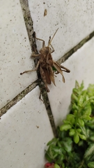 Xyleus discoideus angulatus