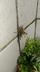 Xyleus discoideus angulatus